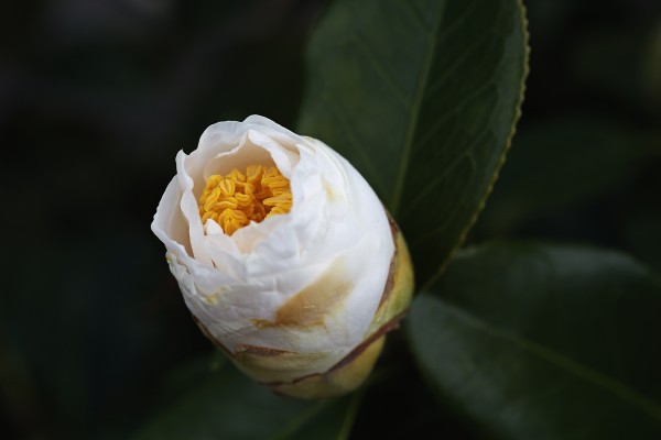 Camellia Bud by Joy Watson